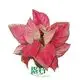Youngplants |  aglaonema red 1 1