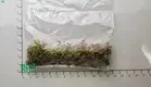 Custom fittonia plant  Manufacturer | Youngplants 1