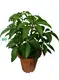 Youngplants |  schefflera plant  1