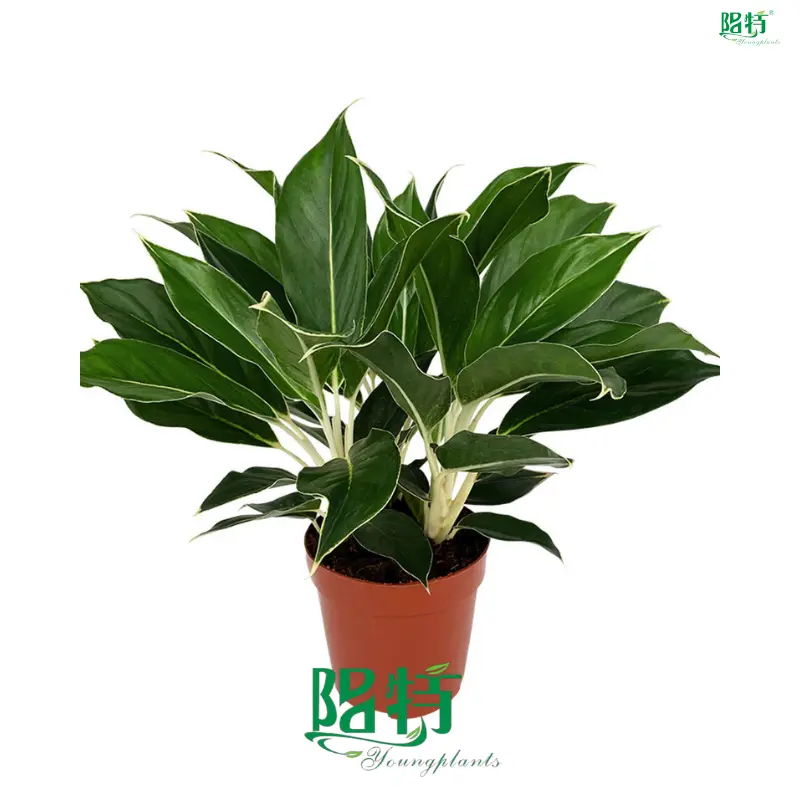 aglaonema red at Wholesale Prices | Youngplants 1