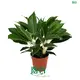 aglaonema red at Wholesale Prices | Youngplants 1