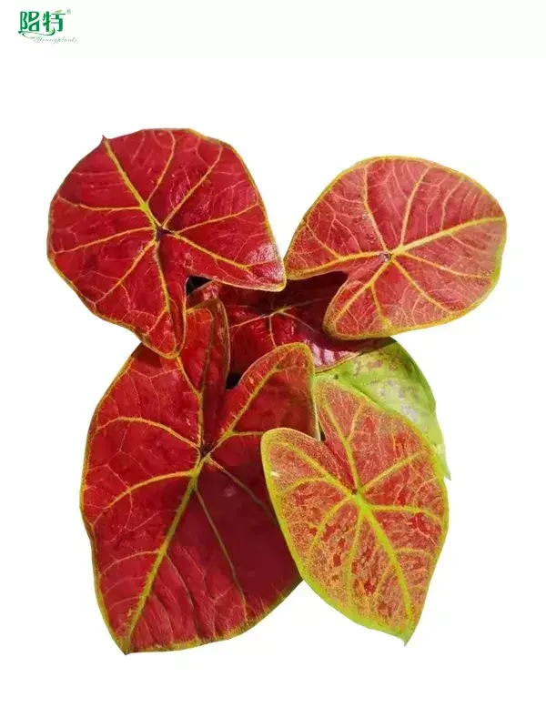 live caladium plants at Wholesale Prices | Youngplants 1