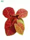 live caladium plants at Wholesale Prices | Youngplants 1