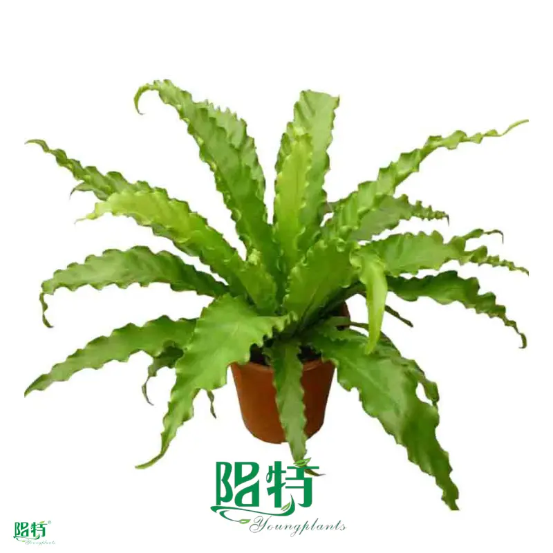 how to do a tissue culture at Wholesale Prices | Youngplants 1