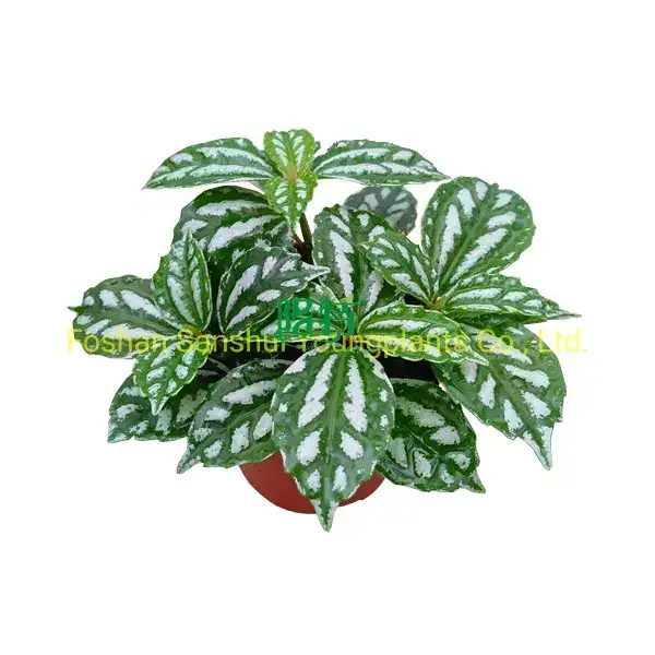 Youngplants |  Epipremnum  1