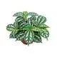 Youngplants |  Epipremnum  1