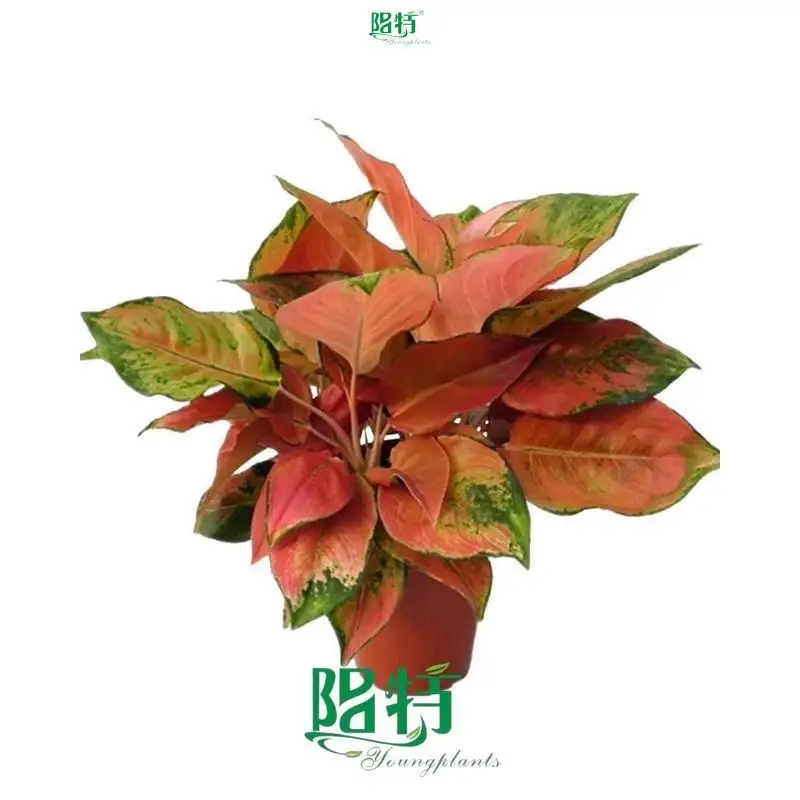  aglaonema tissue culture  | Youngplants 1