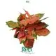  aglaonema tissue culture  | Youngplants 1