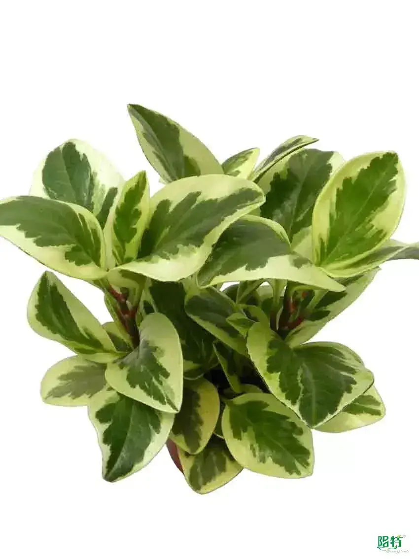 young plants at Wholesale Prices | Youngplants 1