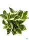 young plants at Wholesale Prices | Youngplants 1