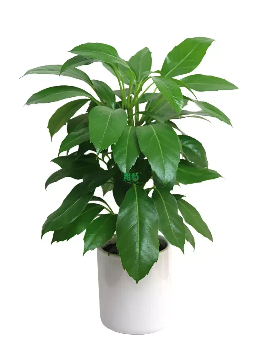 schefflera trinette at Wholesale Prices | Youngplants 1