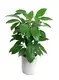 schefflera trinette at Wholesale Prices | Youngplants 1