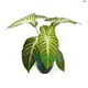 Youngplants |  xanthosoma plant  1