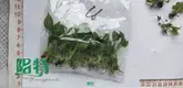  satin pothos plant  | Youngplants 1