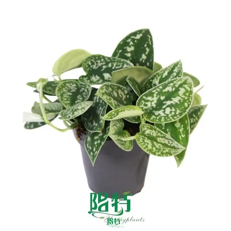 Youngplants |  scindapsus jade satin varigata  1