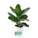 ficus bonsai tree for sale at Wholesale Prices | Youngplants 1