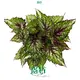 Custom begonia rex flower  Manufacturer | Youngplants 1