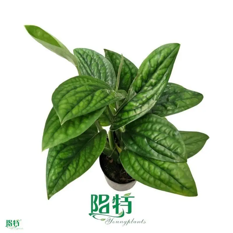 Youngplants |  wholesale variegated monstera  1