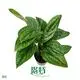 Youngplants |  wholesale variegated monstera  1