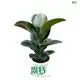 Custom bonsai ficus  Manufacturer | Youngplants1 1