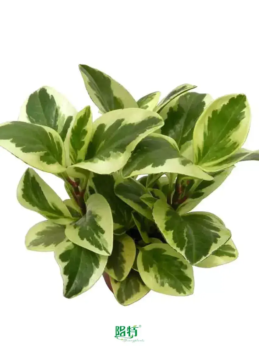  peperomia scandens  | Youngplants 1