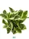  peperomia scandens  | Youngplants 1