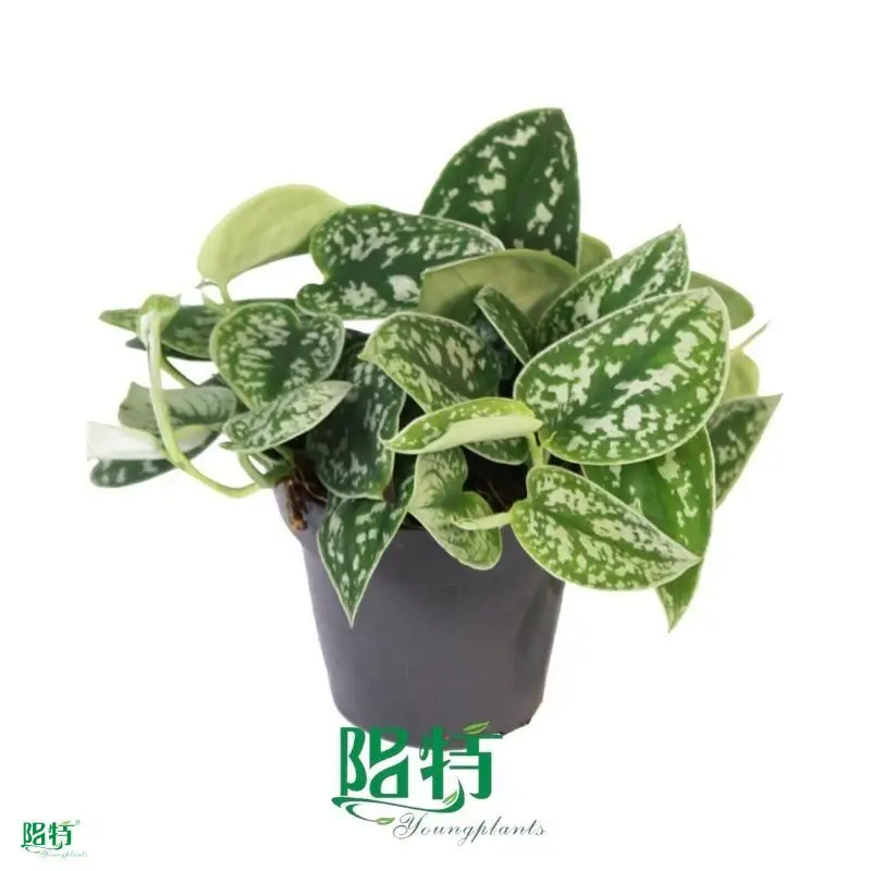  scindapsus silver  | Youngplants 1