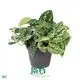 scindapsus silver  | Youngplants 1