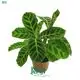  calathea leuconeura  | Youngplants1 1