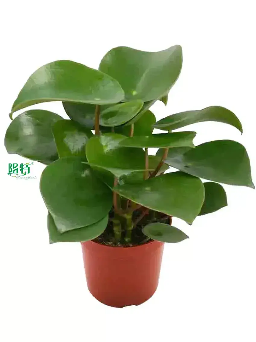 Youngplants |  peperomia polybotrya care 1 1