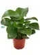 Youngplants |  peperomia polybotrya care 1 1