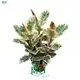 Youngplants |  ficus bonsai  1