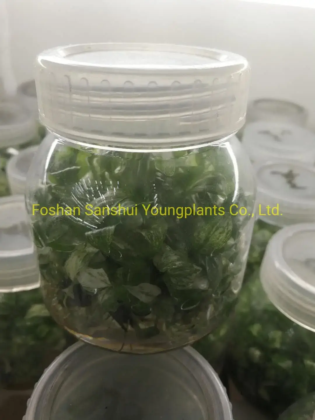 spathiphyllum wallisii at Wholesale Prices | Youngplants 3