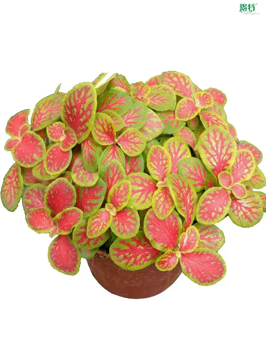 Youngplants |  fittonia red  1