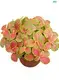 Youngplants |  fittonia red  1