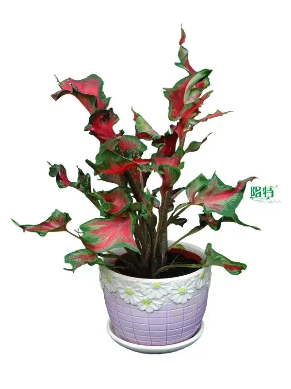 Youngplants |  caladium live plant online 1 1