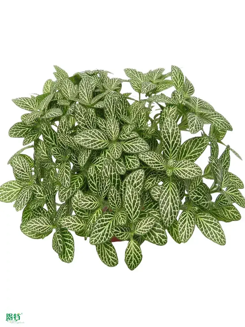 fittonia plant at Wholesale Prices | Youngplants 1