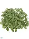 fittonia plant at Wholesale Prices | Youngplants 1