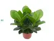Custom clusia rosea princess  Manufacturer | Youngplants1 1