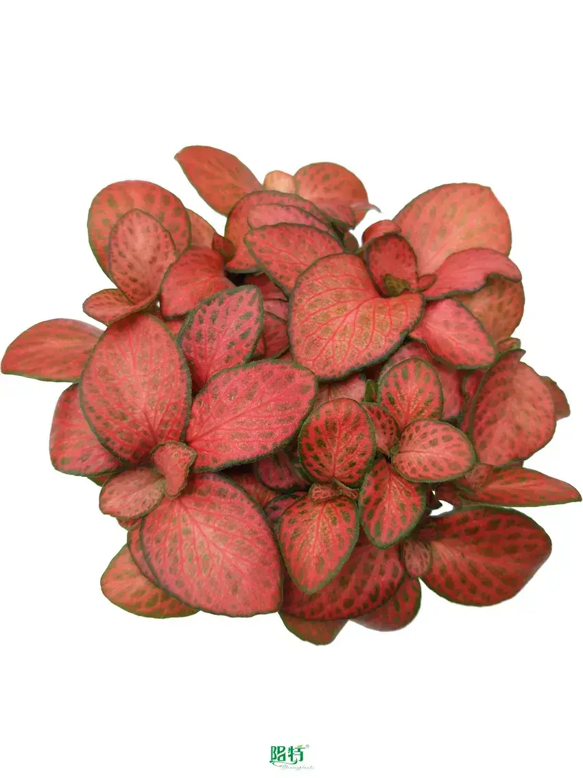 Custom nerve plant flower  Manufacturer | Youngplants 1