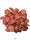 Custom nerve plant flower  Manufacturer | Youngplants 1