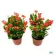 Youngplants |  croton plant indoor  1