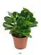 Youngplants |  clusia variegata  1
