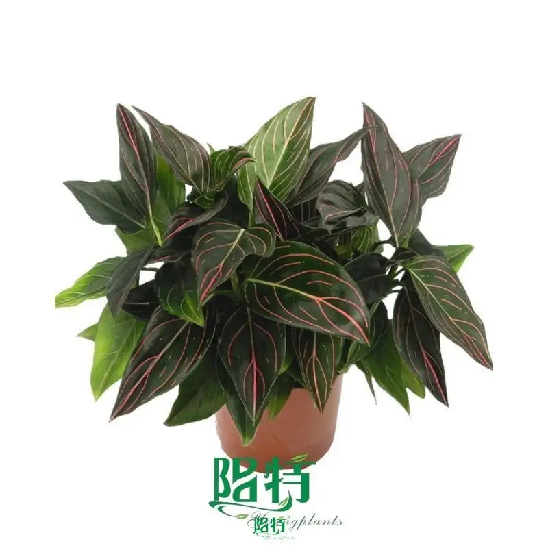 aglaonema plant at Wholesale Prices | Youngplants1 1