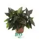 aglaonema plant at Wholesale Prices | Youngplants1 1