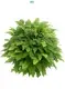 Youngplants |  types of ferns  1