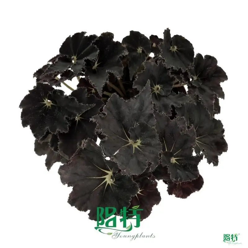 Custom begonia rex red  Manufacturer | Youngplants 1
