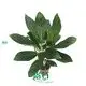aglaonema tissue culture at Wholesale Prices | Youngplants 1