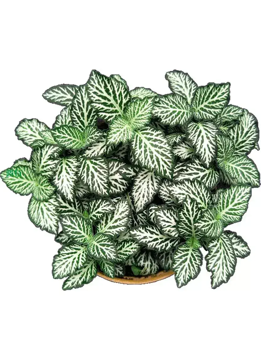  red nerve plant  | Youngplants 1