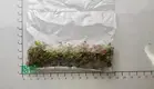Youngplants |  fittonia white  1
